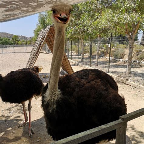 ostriches farma  rhodes