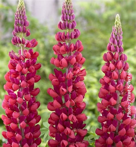 Lupinus Polyphyllus Red Rum Westcountry Lupin Lupine Nos