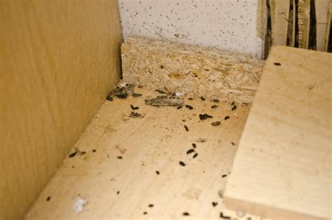 Mice Droppings Signs Of Mice Infestation - Bon Accord London