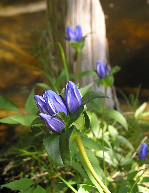 Blue Wildflowers Ontario By Akrolith Redbubble