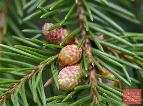 Ель (Picea) — описание, выращивание, фото | на LePlants.ru