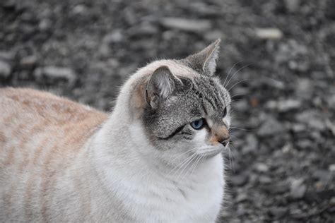 Cat Pussy Cloud Feline Free Photo On Pixabay Pixabay