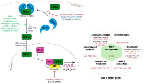 Antioxidants Free Full Text Normal And Pathological Nrf Signalling