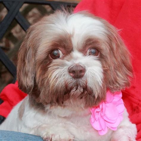 Shih Tzu Rescue Ohio