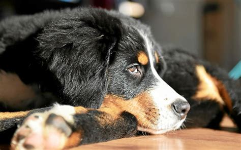 Les chiens pleurent lorsquils retrouvent leur maître selon une étude