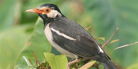 merawat jalak suren gacor kuat mompa  ngegaruda pintarpet