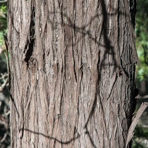 Juniperus oxycedrus Va de Árboles