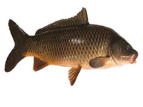 common carp fish farming roys farm