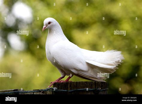 Fantail Pigeon Hi Res Stock Photography And Images Alamy