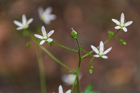 Wild Flowers Patrice Dardoize Flickr