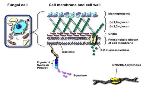 fungal cell membrane  cell wall fungal specific features include