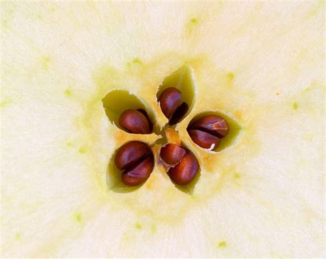 apple seeds stock  pictures royalty  images istock