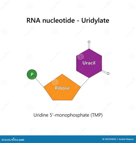 Rna Nucleotide Ribonucleotide Uridylate Stock Vector