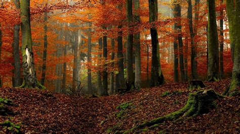 Sfondi Luce Del Sole Alberi Paesaggio Colorato Autunno Le Foglie