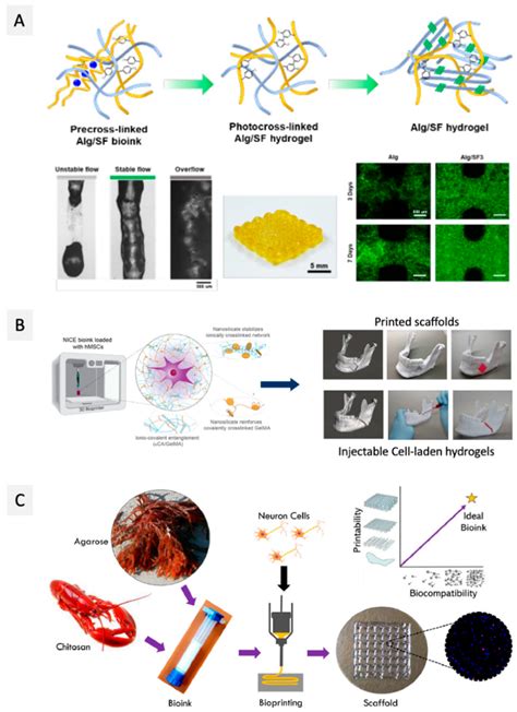 Ijms Free Full Text A Guide To Polysaccharide Based Hydrogel