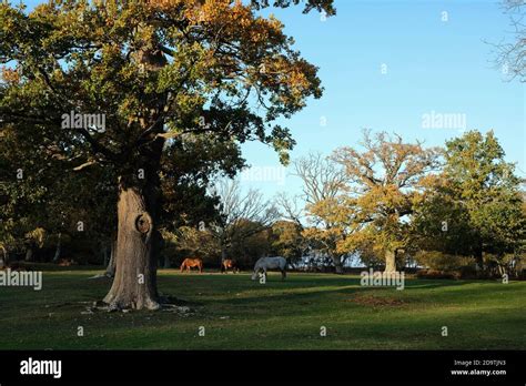 Denny Wood The New Forest Hampshire Stock Photo Alamy