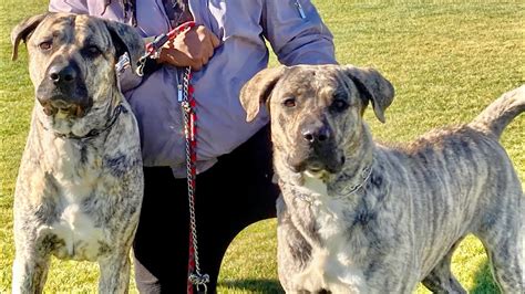 Kangal/ Presa survey the land . Eye of the tiger - YouTube
