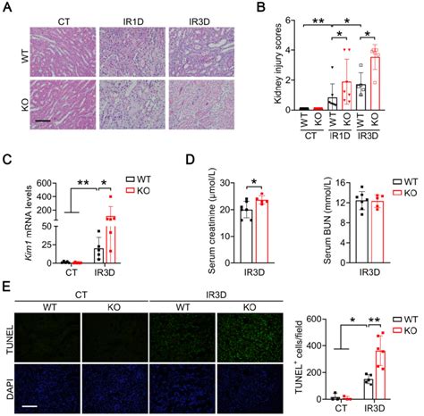 Renal Tubular Specific Knockout Of Mecp Exacerbates Renal Ir Injury