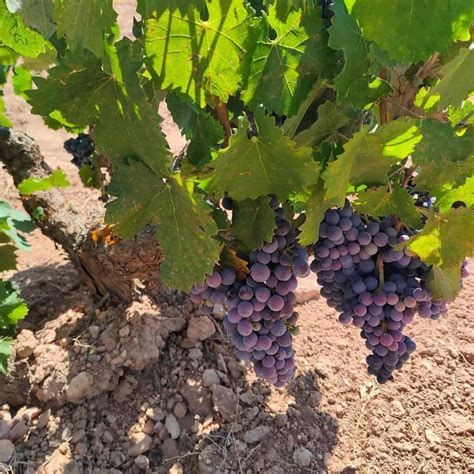 La Vendimia Comienza En Bodega Santa Cruz De Alpera