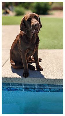 Corona De Tucson Az Labrador Retriever Meet Murphy A Pet For