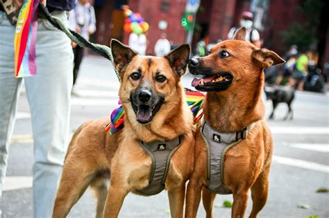 The Anatomy Of Canines: 3 Crucial Clues To Determine Your Dog's Gender