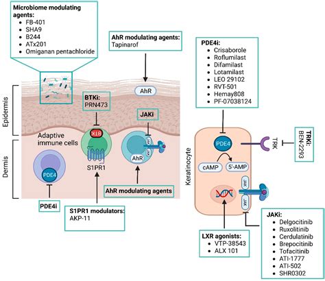 Novel Therapeutic Strategies in the Topical Treatment of Atopic Dermatitis