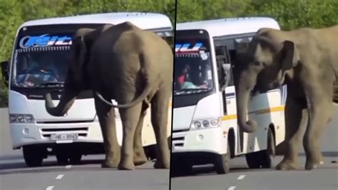 elephant attempts    bus find
