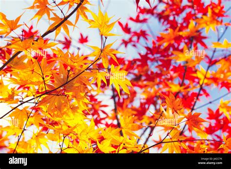 Color changing maple leave in autumn Stock Photo - Alamy