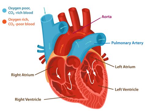 Transposition Of The Great Arteries Coronary Artery Anatomy
