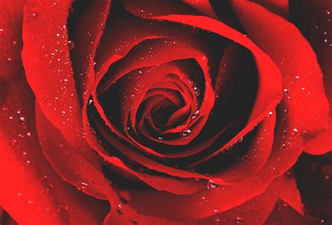 ¿Dónde vive la rosa?