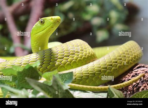 Schmalkopf Mamba Hi Res Stock Photography And Images Alamy