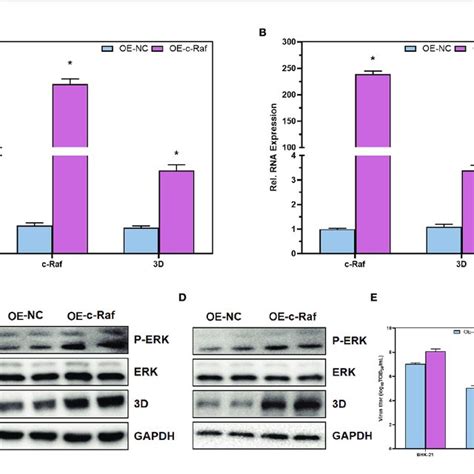 | Contributions of MAPK/ERK signaling pathway in acute and persistent ... 