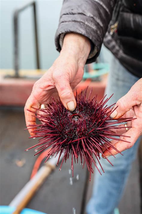 What Is Uni And What Does It Taste Like