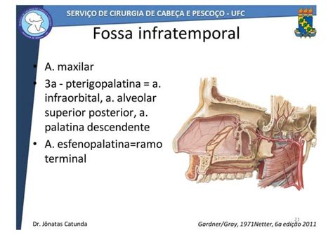 Anatomia De Cabeça E Pescoço Dr Jônatas Catunda Ppt