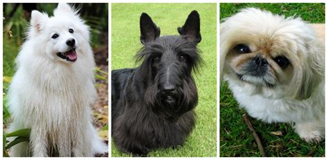 Small Dog Breeds That Stay Small