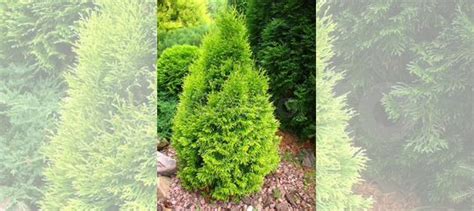 Туя смарагд саженцы купить в Нижнем Новгороде | Товары для дома и дачи ...