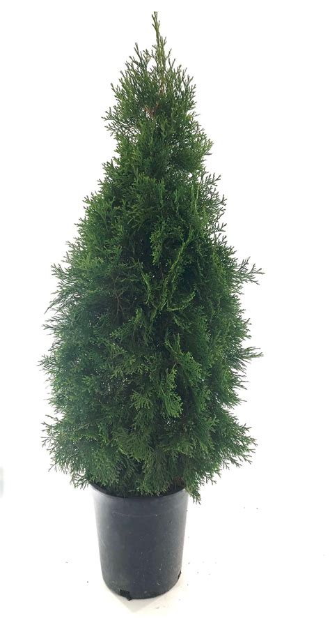 Expert Gardener 5 5 Gal Arborvitae Emerald Green Live Shrubs