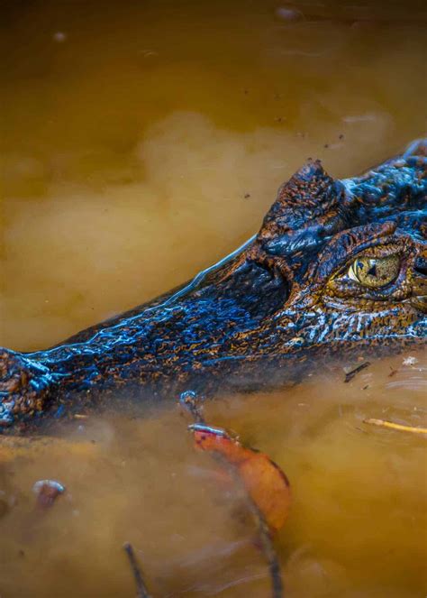 36 Black Caiman Facts: Amazon's Huge Apex Predator (Melanosuchus niger ...