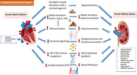Pathophysiology Of The Cardiorenal Anemia Syndrome A - vrogue.co
