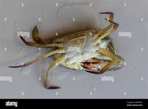 Ventral view of Blue manna crab, Sand crab. Flower crab. Portunus ...