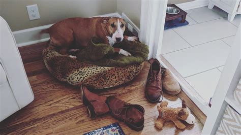 Dog pics go viral after she comforted herself in a way that is breaking ...