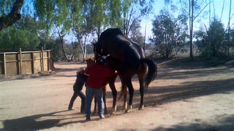 Homem Comendo O Cu Do Cavalo - FDPLEARN