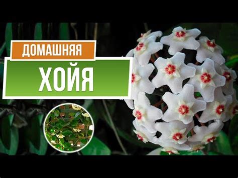 Хойя / Восковой плющ Уход в домашних условиях - YouTube