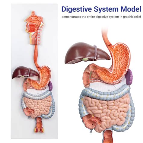 human digestive system model