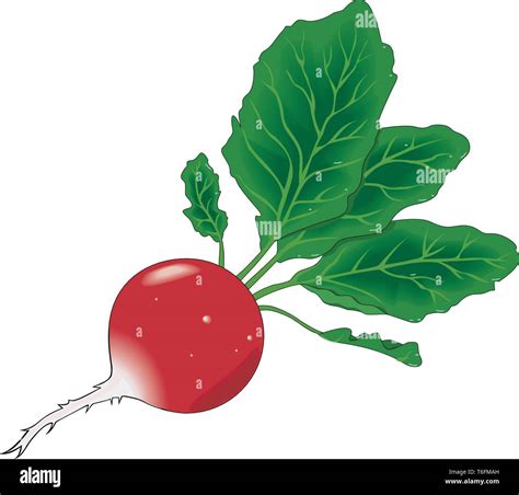 Radish Vector Illustration Stock Vector Image And Art Alamy