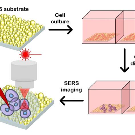 Schematic Illustration Of Label Free SERS Monitoring Differentiation Of