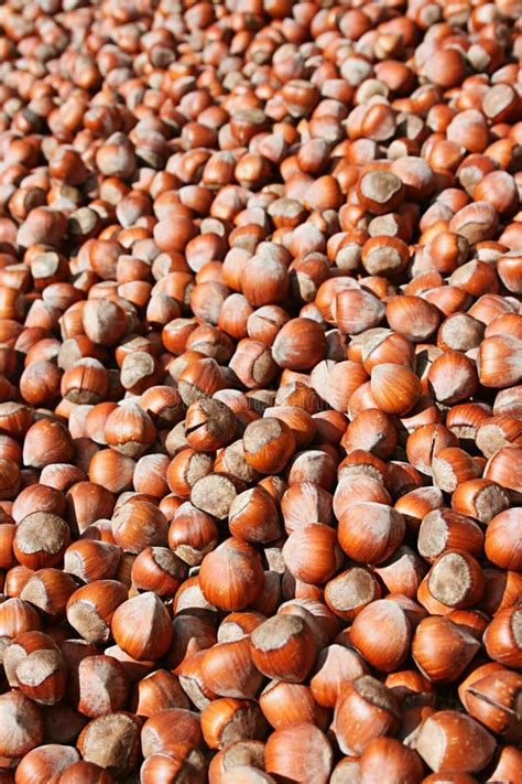 Hazelnut Harvesting