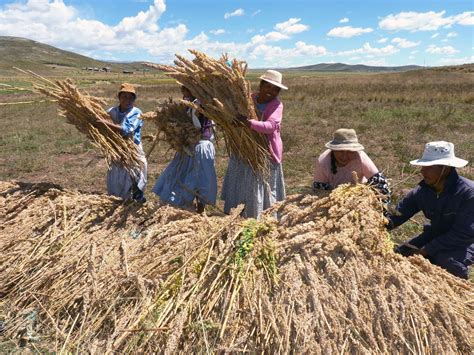 La producción de quinua en el Perú ya supera las 114 000 toneladas