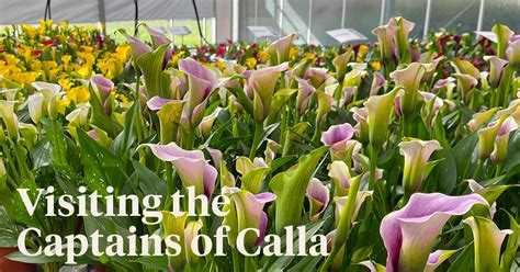 The Calla Evolution of Kapiteyn Captain Calla