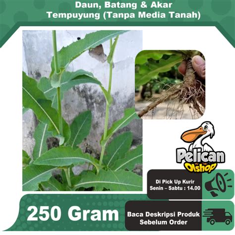 Jual Tempuyung Daun Batang Dan Akar Segar 250 Gram Obat Herbal Mudah